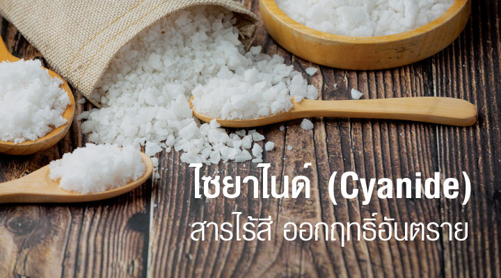 รู้จักไซยาไนด์ ยาพิษที่วนเวียนอยู่ในชีวิตประจำวันของเราอย่างไม่รู้ตัว