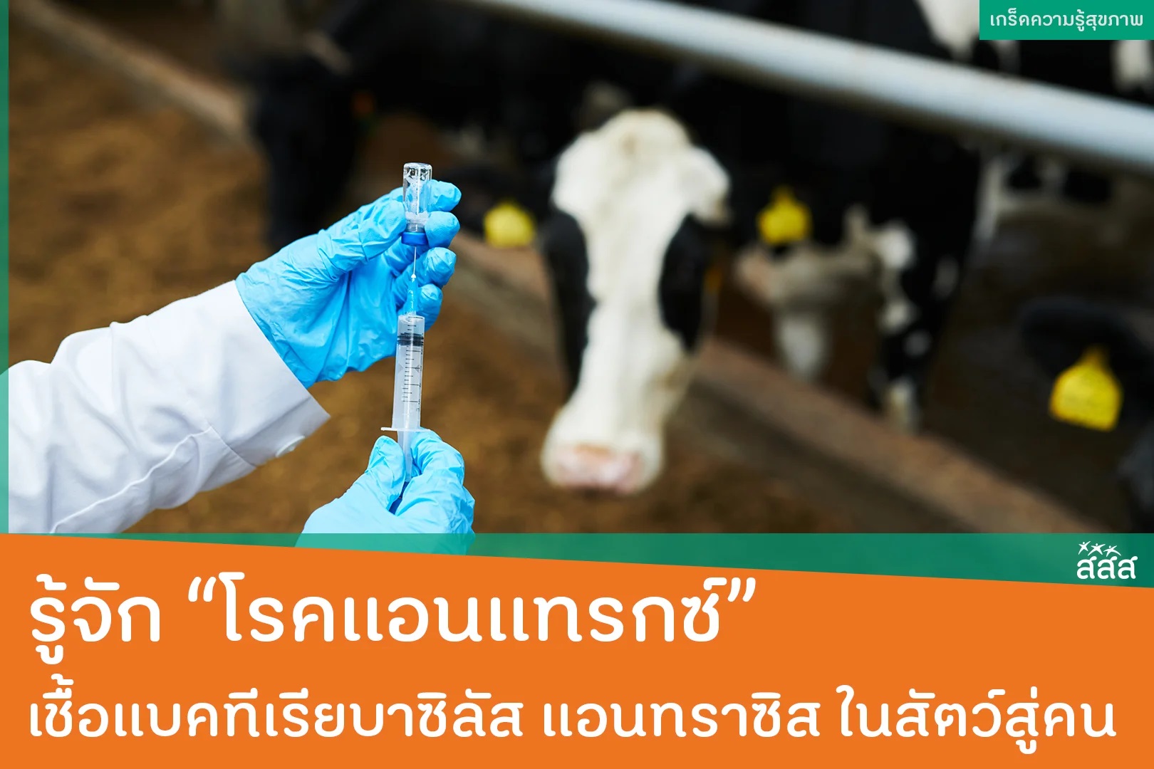 โรคแอนแทรกซ์ เป็นโรคติดต่อจากสัตว์สู่คน โดยมีสาเหตุจากเชื้อแบคทีเรีย สัตว์ที่เป็นโรคนี้ส่วนใหญ่เกิดจากการหายใจรับประทานเชื้อแบคทีเรียที่ปนเปื้อนอยู่ในดิน หญ้า หรือ น้ำ เข้าสู่ร่างกาย
