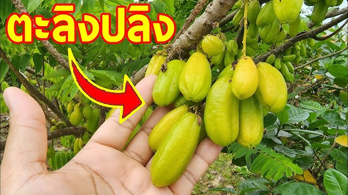 ประโยชน์ของตะลิงปลิง ผลไม้รสเปรี้ยว สรรพคุณดี แต่มีข้อควรระวัง